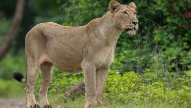 World Lion Day 2024: Gujarat Celebrates World Lion Day With Programmes on Conservation and Protection of Big Cats (See Pics)