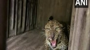 India News | Pune: 10 Leopards Relocated from Junnar to Gujarat's Jamnagar Due to Rising Man-animal Conflicts