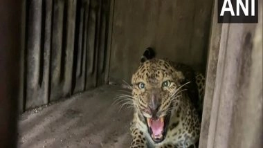 India News | Pune: 10 Leopards Relocated from Junnar to Gujarat's Jamnagar Due to Rising Man-animal Conflicts