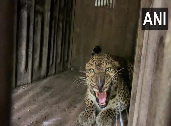 India News | Pune: 10 Leopards Relocated from Junnar to Gujarat's Jamnagar Due to Rising Man-animal Conflicts