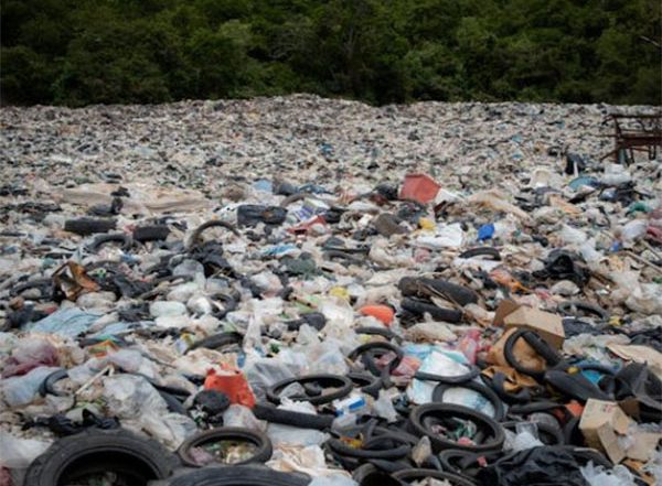 Science News | Plastic Pollution, Seawater Flooding Can Amplify Threats to Coastal Plant Species: Study