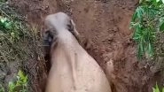 India News | Elephant Rescued from a Ditch in Gossaigaon Assam