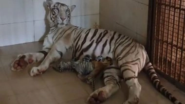 India News | White Tigress Gives Birth to 3 Cubs, Including 2 White Cubs in MP's Gwalior Zoo