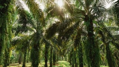Business News | 'The Stories of Palm Oil' a 5-part Documentary Series Launched