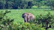 India News | Assam: HaatiApp to Help Communities Coexist with Elephants, Reduce Conflicts