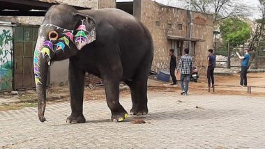 Business News | World Animal Protection Calls on Rajasthan Chief Minister to End Elephant Rides at Amer Fort on World Elephant Day