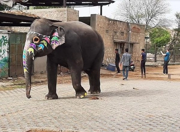 Business News | World Animal Protection Calls on Rajasthan Chief Minister to End Elephant Rides at Amer Fort on World Elephant Day