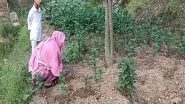 India News | J-K: Women Take Up Marigold Farming as Means of Livelihood in Ramban