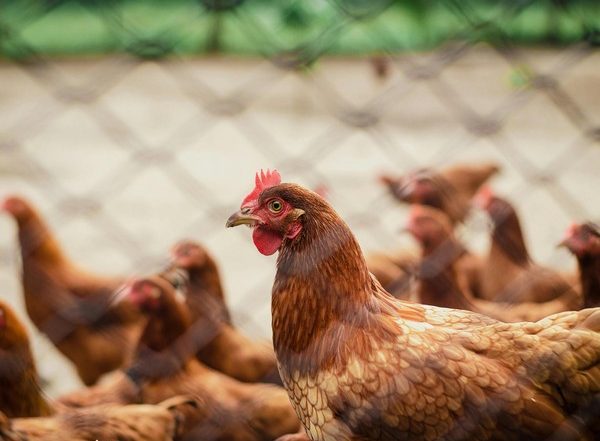 India News | Odisha Govt to Cull 20,000 Birds in Response to Avian Influenza Outbreak