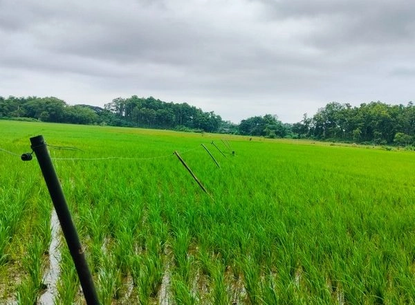 India News | Assam: Anti-elephant Seasonal Solar Fence Helps Mirza Farmers Reap Good Harvest