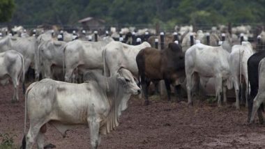 India News | Stray Cattle Menace: Delhi HC Asks MCD to Establish Dedicated Helpline for Reporting Stray Cattle