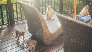 World News | Pakistan: Flood-displaced Monkeys Terrorize Narowal, Residents in Fear