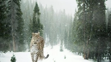 World News | Pakistan: Man Arrested in Lahore for Selling Snow Leopard Skin