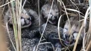 Madhya Pradesh: 2 of 4 Cubs Born to African Cheetah Neerva Found Dead at Kuno National Park; Mutilated Remains Recovered