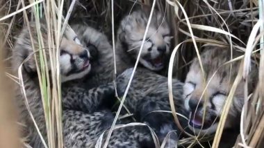 Madhya Pradesh: 5-Month-Old Cub of African Cheetah, Gamini, Dies in Kuno National Park, Second Fatality of Cheetah Cub in Last 2 Months