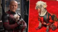 Dogpool Viral Pictures and Videos: Peggy, Britain&rsquo;s Ugliest Dog, Cast in &lsquo;Deadpool & Wolverine&rsquo; Takes the Internet by Storm As the New Marvel Superhero