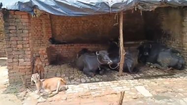 Bulandshahr Horror: Gajendra Singh Rapes Goat After Sexually Assaulting 6-Year-Old Girl, Arrested by UP Police (Watch Video)