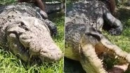 Meet Henry the Crocodile: From World's Oldest Living to Fathering 10,000 Offspring &ndash; Everything You Need To Know About 16ft Giant Crocodile