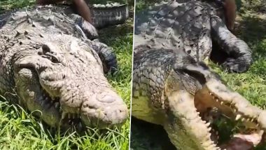 Meet Henry the Crocodile: From World's Oldest Living to Fathering 10,000 Offspring – Everything You Need To Know About 16ft Giant Crocodile