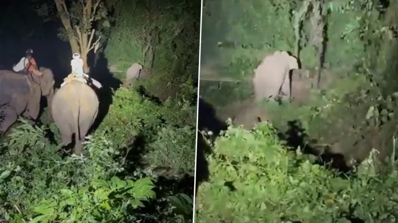 Guwahati: Stranded Elephant Rescued After 16-Hour Operation in Maligaon, Released Back Into Forest (Watch Video)