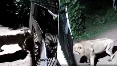 Dogs vs Lions: Fearless Dogs Clash With 2 Lions in Gujarat’s Amreli, Video of Intense Face-Off Goes Viral