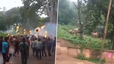 Elephant Dies in West Bengal’s Jhargram After Villagers Try to Drive It Away With Spiked Rods, Fireballs; Videos Surface