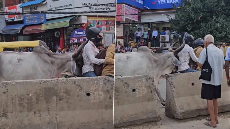 Bull Attack in Chhatarpur: Bull Charges at Bike Riders on Busy Road in Delhi as Terrified Pedestrians Try to Escape; Viral Video Surfaces