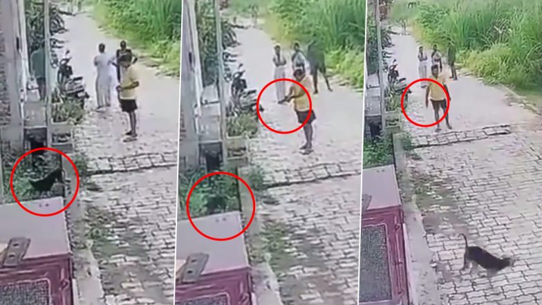 Animal Cruelty in Kanpur: Man Fires Shots at Stray Dog Roaming Outside His House in UP, Police Launch Probe After Video Goes Viral