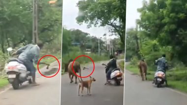 Animal Cruelty in Navsari: Man Chases, Attacks Bull With Axe in Gujarat; Video Shows Dog Protecting Animal From Attack