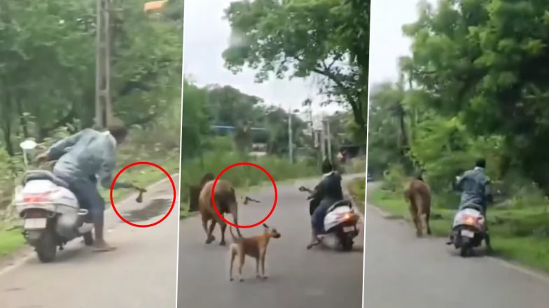 Animal Cruelty in Navsari: Man Chases, Attacks Bull With Axe in Gujarat; Video Shows Dog Protecting Animal From Attack