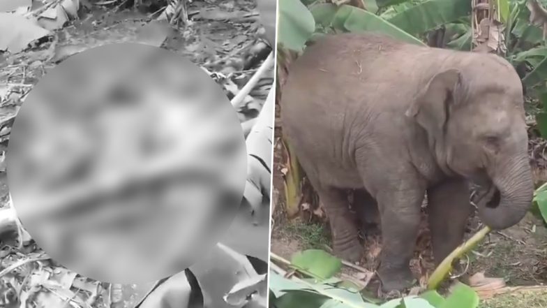 Elephant Attack in Manyam: Farmer Trampled to Death by Wild Elephant While Working in Field in Andhra Pradesh, Videos Surface