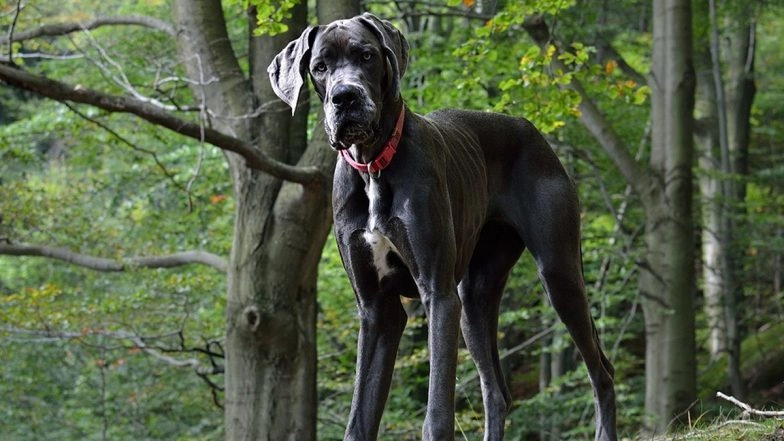 Vikhroli Dog Attack: Dog Trainer Dies After Being Attacked by Great Dane in Mumbai, Family Alleges Foul Play; FIR Registered