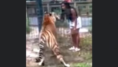 New Jersey Woman Climbs Over Bridgeton Zoo Fence to Touch Bengal Tiger, Nearly Gets Bitten; Charged With Trespassing After Video Goes Viral