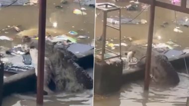 Vadodara Rains: Crocodile Roams in Residential Area in Flood Waters With Dog Clutched Into Its Jaws; Video Surfaces