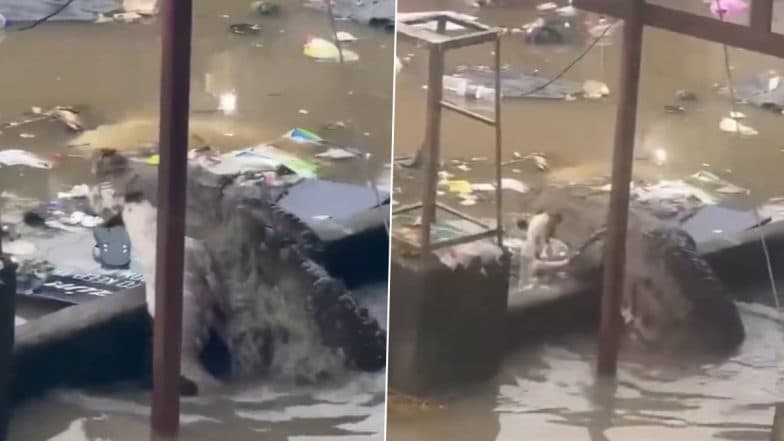 Vadodara Rains: Crocodile Roams in Residential Area in Flood Waters With Dog Clutched Into Its Jaws; Video Surfaces