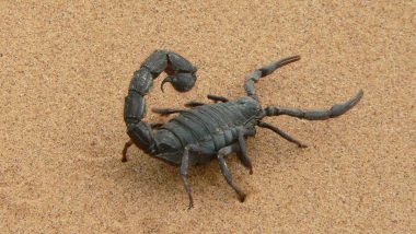 California Man Sues Resort, Claims Sex Life With Wife Ruined After Scorpion Bit His Testicles in Hotel Room