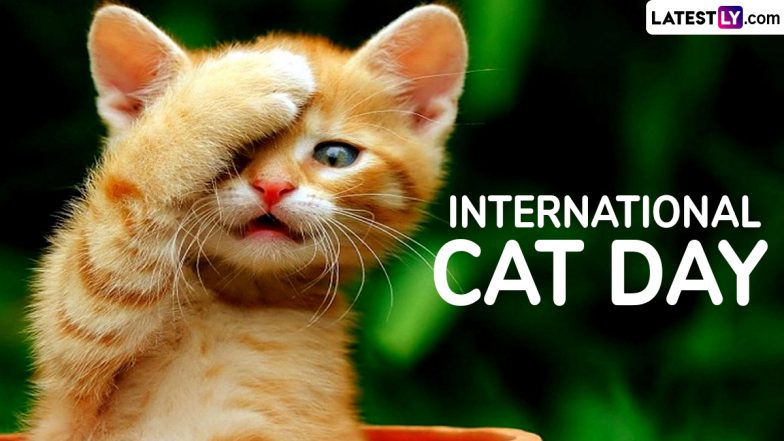 International Cat Day 2024 Wishes and Greetings: Cute Cat Photos, Quotes, Wallpapers and Messages for Free Download Online