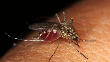 Massachusetts Mosquito Virus: Eastern Equine Encephalitis or Triple E Puts a Town on Alert As No Vaccines or Treatment for EEE Virus Found