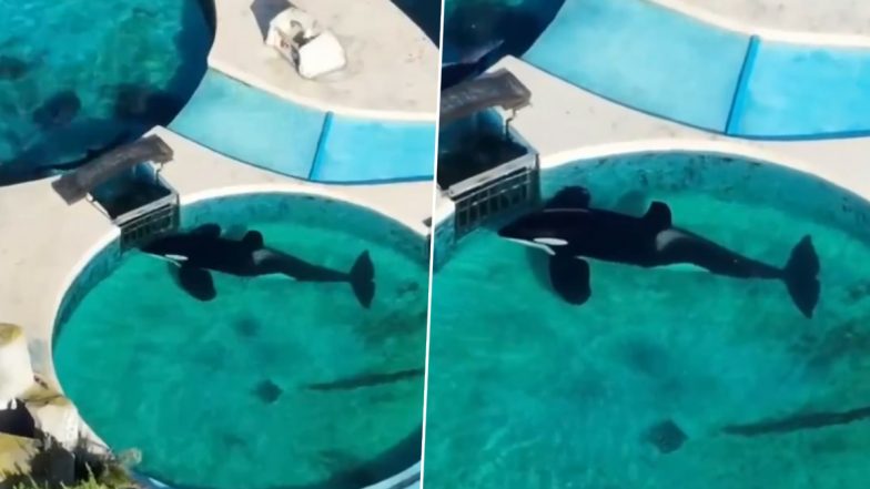 Kshamenk, ‘World’s Loneliest Orca’ Captured Motionless Staring at Tank Gate for 24 Hours a Day at Argentina’s Mundo Marino Aquarium, Heartbreaking Timelapse Video Goes Viral