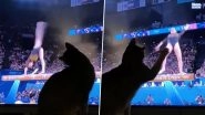 International Cat Day 2024: Hilarious Video of Cat&rsquo;s Paw Movement to Olympic Athlete&rsquo;s Near-Miss at the 2024 Paris Summer Games Goes Viral