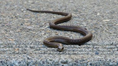 Snake in Thane Apartment: 3-Foot-Long Forsten’s Cat Snake Found Coiled Around Fan in Apartment, Rescued by Wildlife Welfare Association in Maharashtra