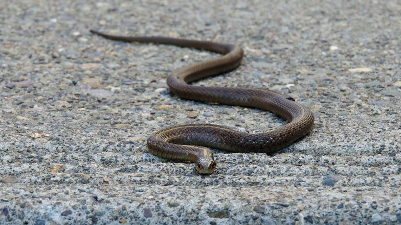 No Child's Play! 1-Year-Old Boy Kills Snake by Biting It in Bihar's Gaya, Remains Unharmed (Watch Video)