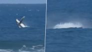 Whale Appears During Women’s Surfing Semifinal Heat 2 Event in Tahiti at Paris Olympics 2024, Video Goes Viral
