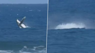 Whale Appears During Women’s Surfing Semifinal Heat 2 Event in Tahiti at Paris Olympics 2024, Video Goes Viral