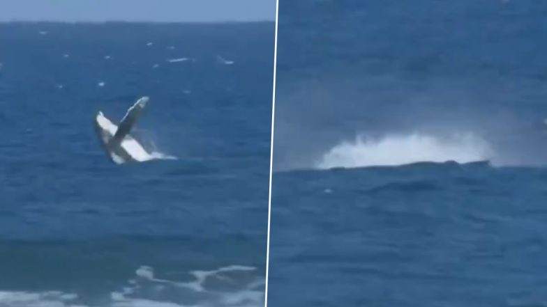 Whale Spotted During Women's Surfing Semifinal Event at Paris Olympics 2024 in Tahiti, Fans React After Video Goes Viral