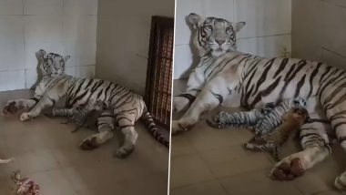 Tigress Meera Gives Birth to Three Cubs in Gwalior's Gandhi Zoo, Madhya Pradesh; Watch Adorable Video of Tiger Cubs Along With Their Mother