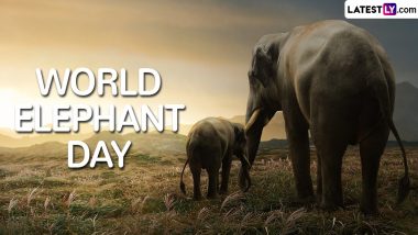 World Elephant Day 2024 HD Images and Wallpapers for Free Download Online: Share Messages, Quotes and Greetings To Celebrate the Day Dedicated to Conservation of Elephants