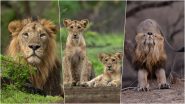 World Lion Day 2024: PM Modi Shares Photos of Majestic Big Cats, Reiterates Government's Commitment Towards Lion Conservation