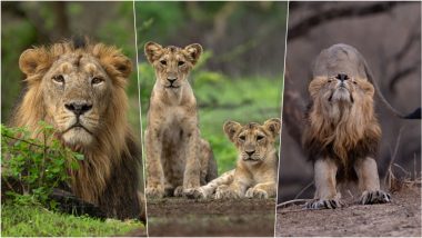 World Lion Day 2024: PM Modi Shares Photos of Majestic Big Cats, Reiterates Government's Commitment Towards Lion Conservation