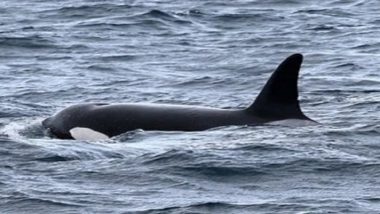 Orca Pod Spotted in Sydney: Killer Whales Seen Chasing Group of Humpback Whales off Coast of Curl Curl Beach